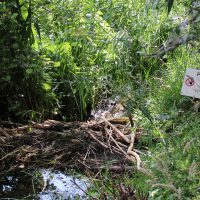 Veranstaltungsbild zu Biberspuren im Silberwald - Tour durch ein ganz besonderes Naturschutzgebiet