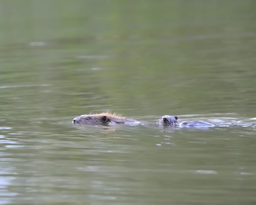 Bild zu Veranstaltung Endlich Frühling bei den Bibern im Auenwald – Erlebnistour zur Dämmerungszeit