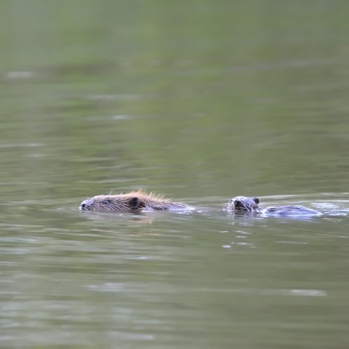 Veranstaltungsbild zu Endlich Frühling bei den Bibern im Auenwald – Erlebnistour zur Dämmerungszeit