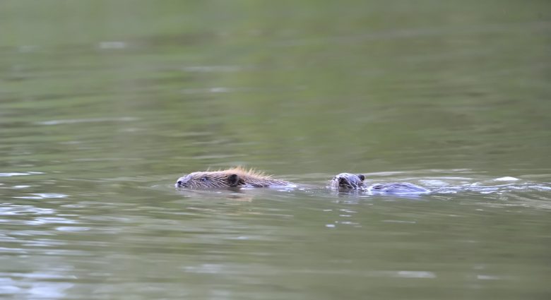 Biber, Foto: Ulrich Kosinsky