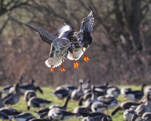 Bild zu Veranstaltung Klever Gänsetour mit dem Fahrrad 