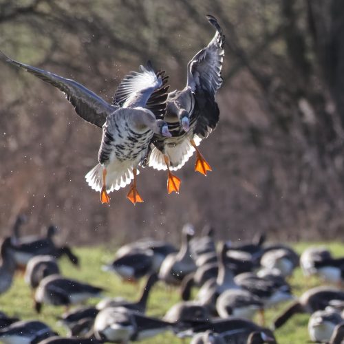 Veranstaltungsbild zu Klever Gänsetour mit dem Fahrrad 