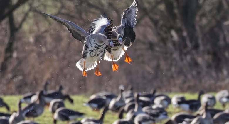 Blässgänse, Fotograf: Hans-Martin Kochanek