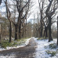 Veranstaltungsbild zu Sonntagsspaziergang im Tiergartenwald – mit winterlichen Naturbeobachtungen 