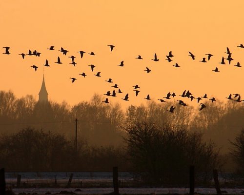 Bild zu Veranstaltung Abendspaziergang mit Gänsegeschnatter