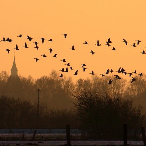 Veranstaltungsbild zu Abendspaziergang mit Gänsegeschnatter (mit Anmeldung)