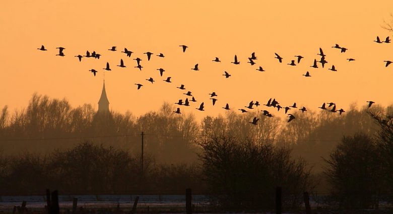 Blässgänse, Foto: Ulrich Frömming