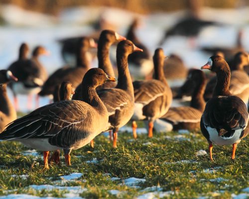 Bild zu Veranstaltung Arktische Wildgänse im Naturpark