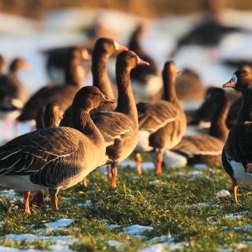 Veranstaltungsbild zu Arktische Wildgänse im Naturpark