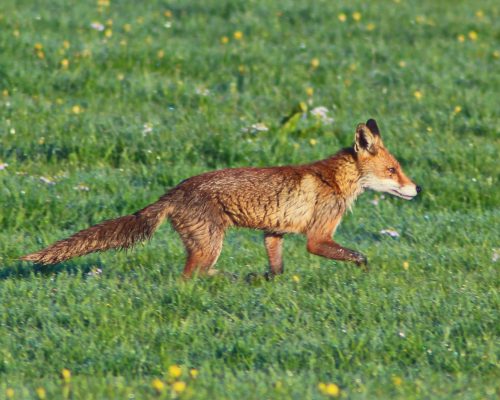 Bild zu Veranstaltung Naturerlebnistag: Schlau und listig? – Was steckt wirklich hinter dem Schlitzohr Fuchs