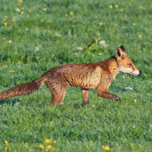 Veranstaltungsbild zu Naturerlebnistag: Schlau und listig? – Was steckt wirklich hinter dem Schlitzohr Fuchs