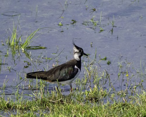 Bild zu Veranstaltung Feierabendspaziergang – Ostern bei den Kiebitzen