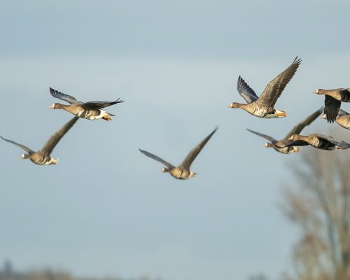 Bild zu Veranstaltung Workshop Naturfotografie - arktische Wildgänse