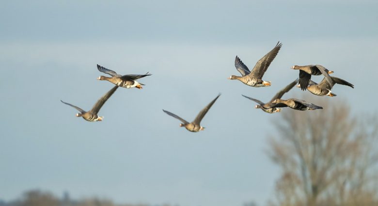 Blässgänse im Flug, Foto: Peters