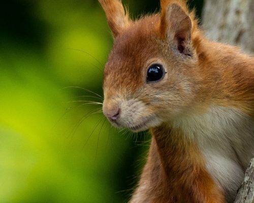 Bild zu Veranstaltung Ferienerlebnistag „Der Fall der Verschwundenen Tiere: Detektive im Wald