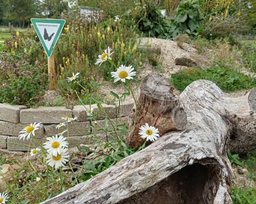 Bild zu Veranstaltung NABU-Treff „Biodiversität in unseren (Vor-)Gärten – da geht noch was!“