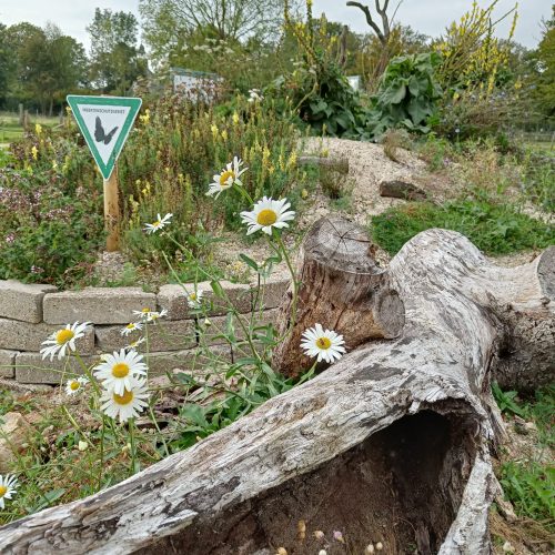 Veranstaltungsbild zu NABU-Treff „Biodiversität in unseren (Vor-)Gärten – da geht noch was!“