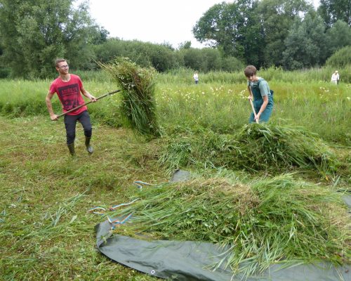 Bild zu Veranstaltung Aufruf zur Mithilfe: Orchideenwiesenmahd im Kranenburger Bruch