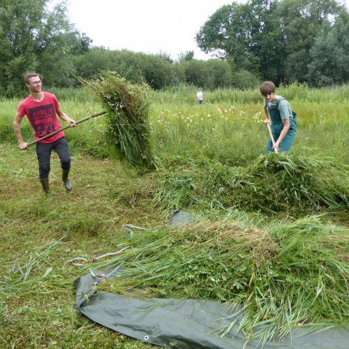 Veranstaltungsbild zu Aufruf zur Mithilfe: Orchideenwiesenmahd im Kranenburger Bruch