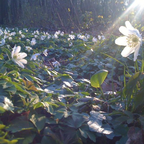 Veranstaltungsbild zu Ferienerlebnistag: Märchenhafte Entdeckungsreise