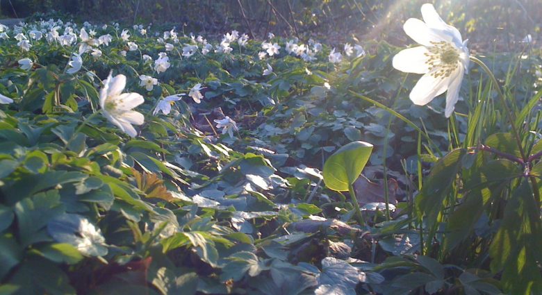 Buschwindröschen im Sonnenlicht, Foto: NABU-Naturschutzstation Niederrhein