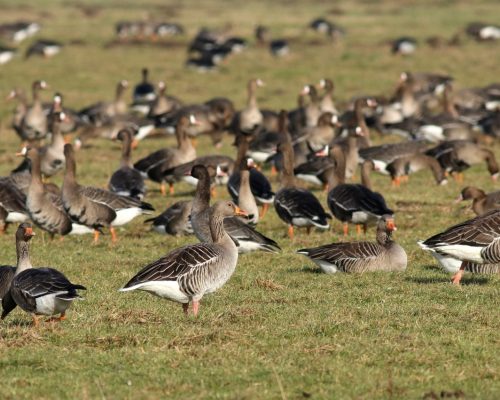 Bild zu Veranstaltung Kranenburger Gänsetour mit dem Fahrrad