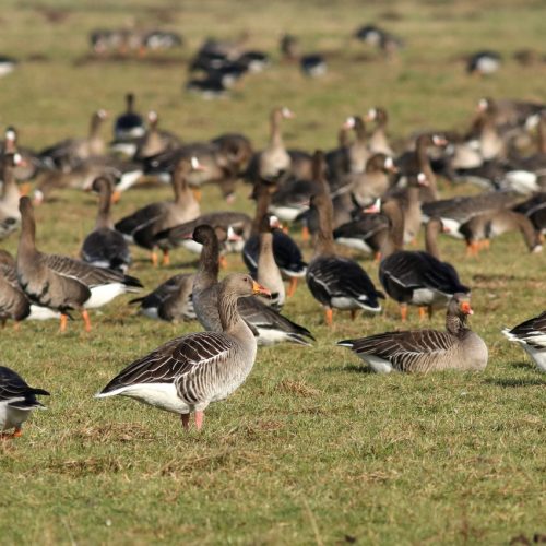 Veranstaltungsbild zu Kranenburger Gänsetour mit dem Fahrrad 