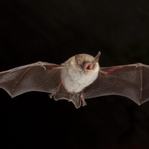 Veranstaltungsbild zu Ferienerlebnistag: Tanz der Fledermäuse