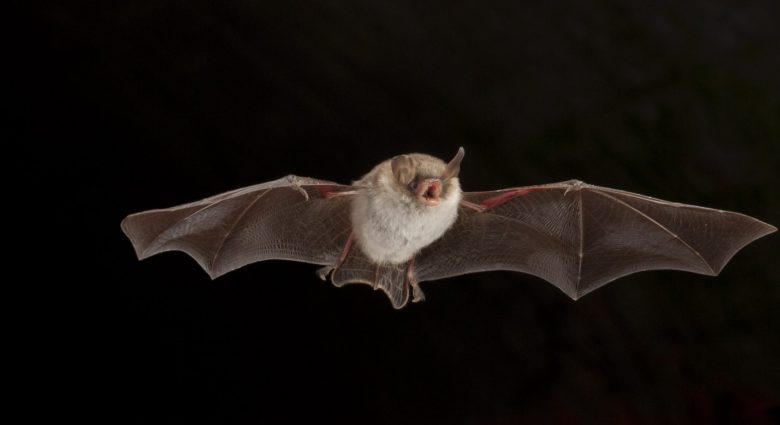 Fledermaus im Flug, Foto: NABU-Naturschutzstation Niederrhein