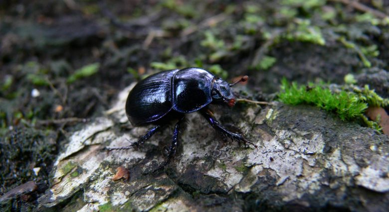 Mistkäfer auf Rinde, Foto: NABU-Naturschutzstation Niederrhein