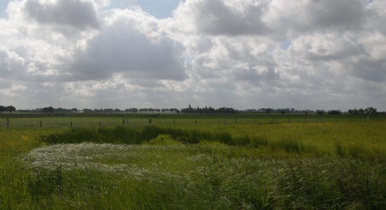 Schlankseggen-Ried im Wind, Foto: NABU-Naturschutzstation Niederrhein