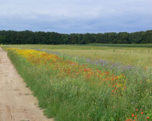 Bild zu Veranstaltung NABU-Treff „Projekt - KlimaWeiden – Bewirtschaftung neu denken für Klima und Natur“ 