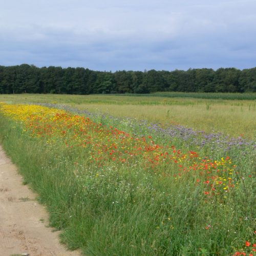 Veranstaltungsbild zu NABU-Treff „Projekt - KlimaWeiden – Bewirtschaftung neu denken für Klima und Natur“