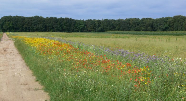 Ackerrandstreifen mit Saat-Wucherblume