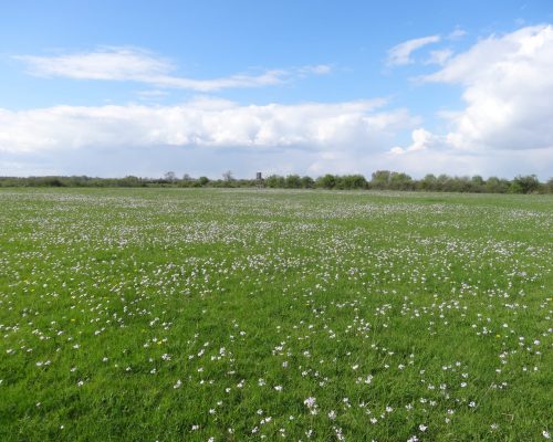 Bild zu Veranstaltung NABU-Treff „Naturkundliche Fahrradtour am Maifeiertag“