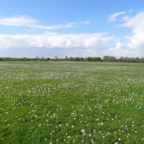 Veranstaltungsbild zu NABU-Treff „Naturkundliche Fahrradtour am Maifeiertag“