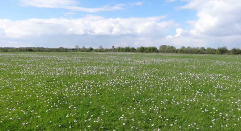 Wiesenschaumkraut in der Düffel