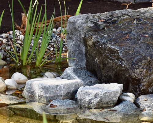 Bild zu Veranstaltung Webinar: Lebendiges Element – Wasser im naturnahen Garten