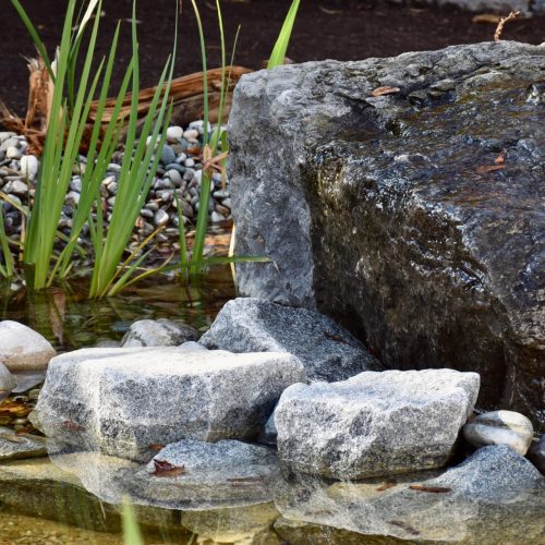 Veranstaltungsbild zu Webinar: Lebendiges Element – Wasser im naturnahen Garten