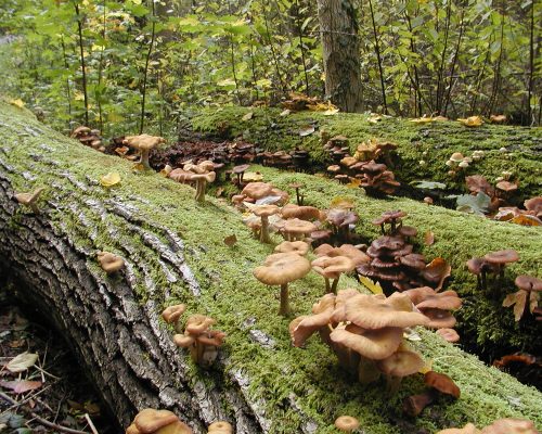 Bild zu Veranstaltung NABU-Treff „Lebendiges Totholz“