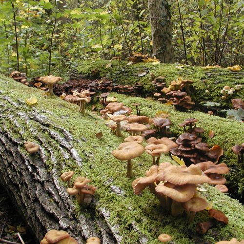 Veranstaltungsbild zu NABU-Treff „Lebendiges Totholz“