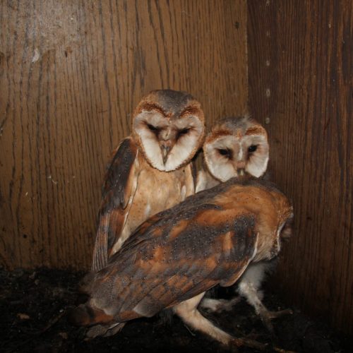 Veranstaltungsbild zu NABU-Treff „Schleiereulen & Waldspaziergang“