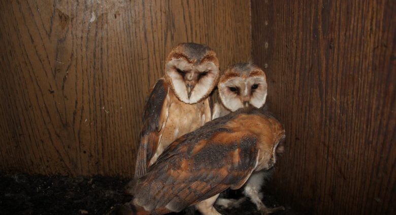 Schleiereule Jungtiere