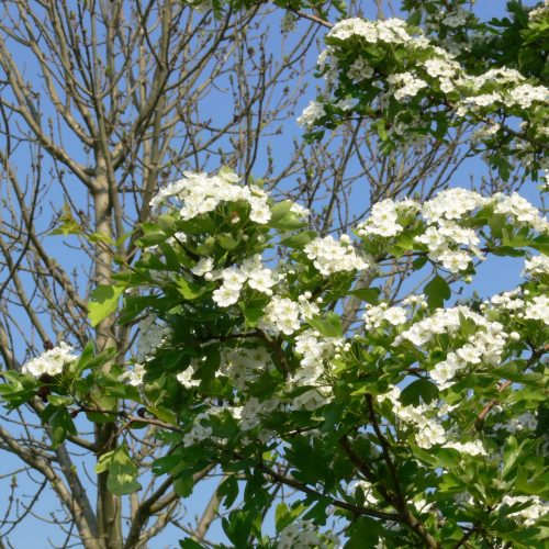 Veranstaltungsbild zu NABU-Treff „Nahrungswald – ’t Etbuske“