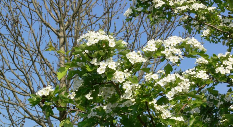 Blühender Baum, Foto: NABU-Naturschutzstation Niederrhein