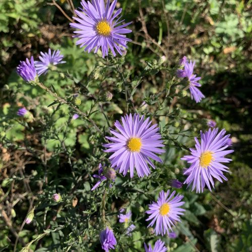 Veranstaltungsbild zu NABU-Treff „Biodiversität in unseren (Vor-)Gärten – da geht noch was!“