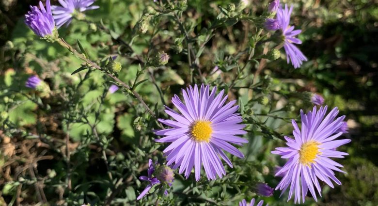 Aster - Blume im Garten, Foto: NABU-Naturschutzstation Niederrhein