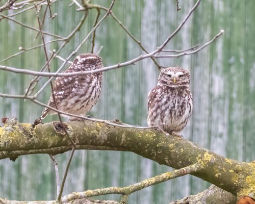 Bild zu Veranstaltung Einführung in das Vogelmonitoring Teil 1