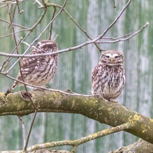 Veranstaltungsbild zu Einführung in das Vogelmonitoring Teil 1