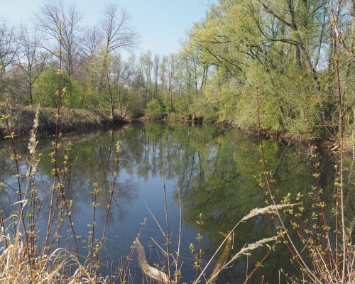 Bild zu Veranstaltung NABU-Treff „Exkursion zu den Moeidtjes“